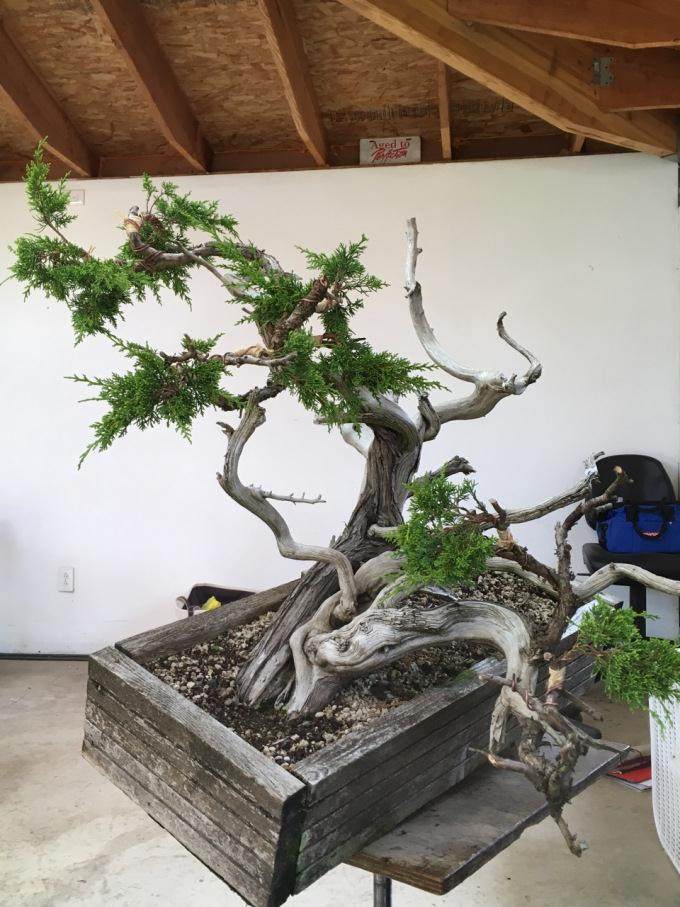 图解 老外的这篇文章是不是在讲盆景舍利干