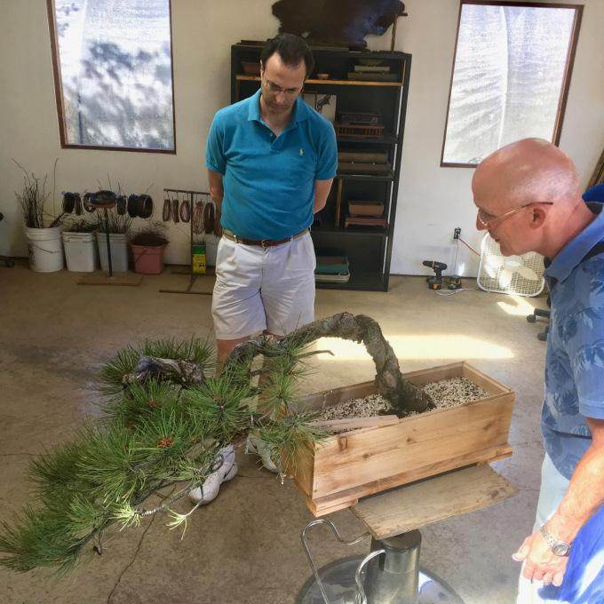 图解 老外的这篇文章是不是在讲盆景舍利干