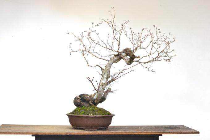 图解 老外的这篇文章是不是在讲盆景舍利干