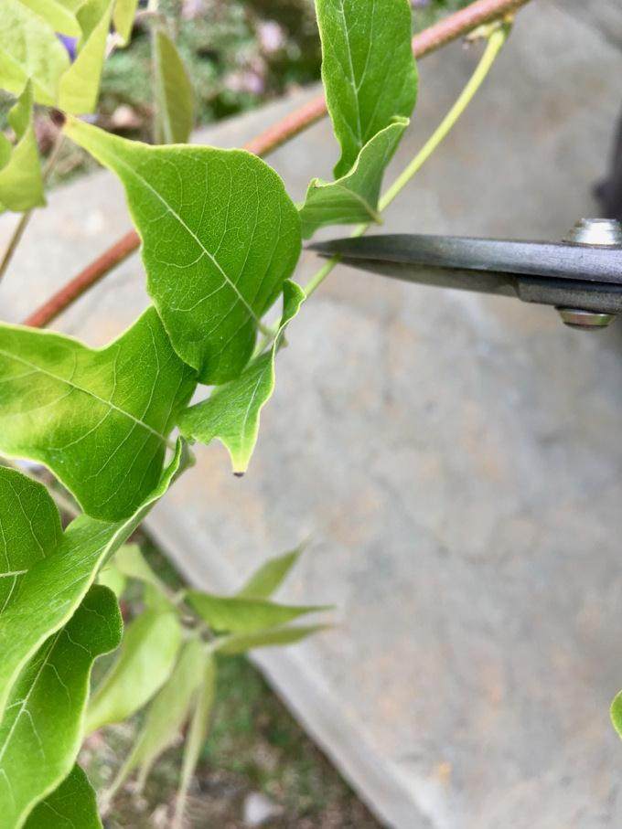 这是一种有趣的施肥技术 可以养护你的紫藤盆景