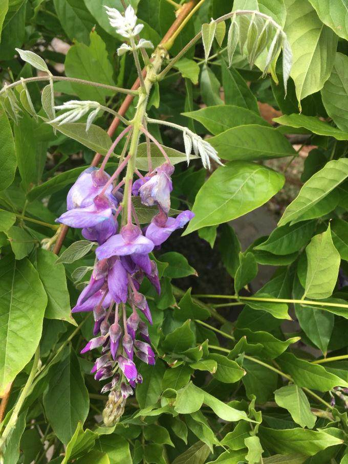 这是一种有趣的施肥技术 可以养护你的紫藤盆景