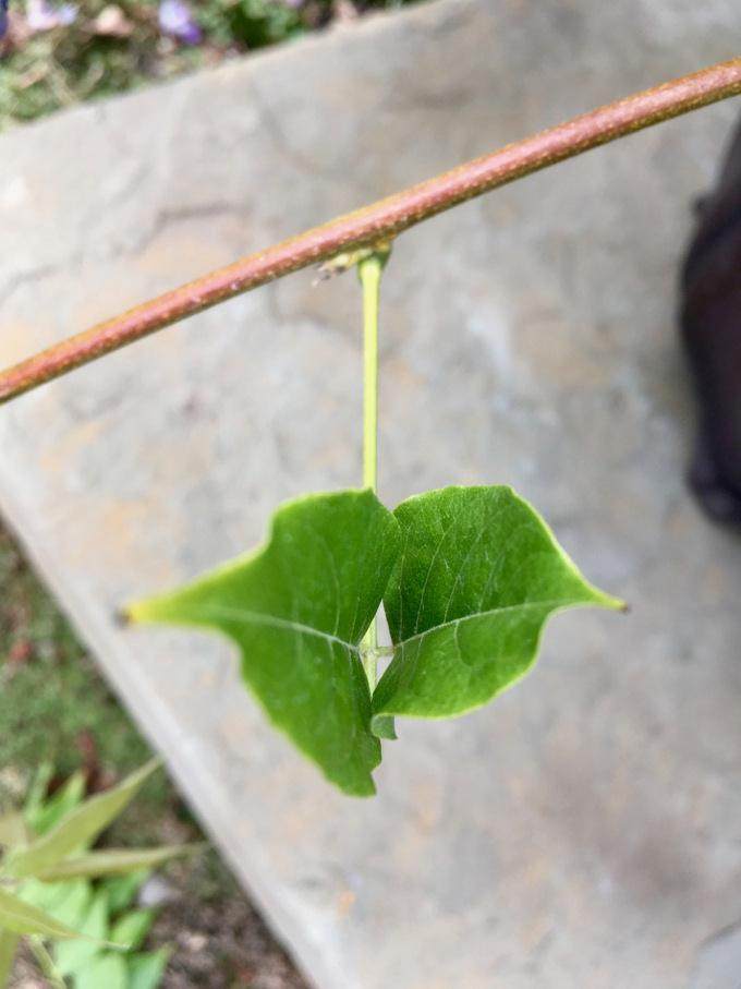 这是一种有趣的施肥技术 可以养护你的紫藤盆景