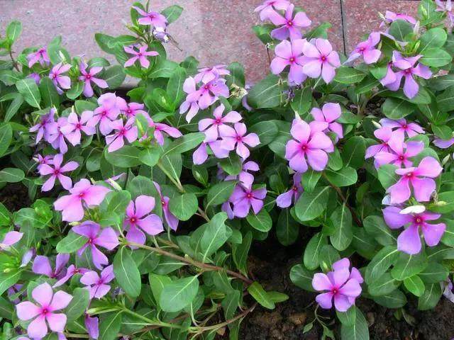 在室内养殖长春花盆景的技巧