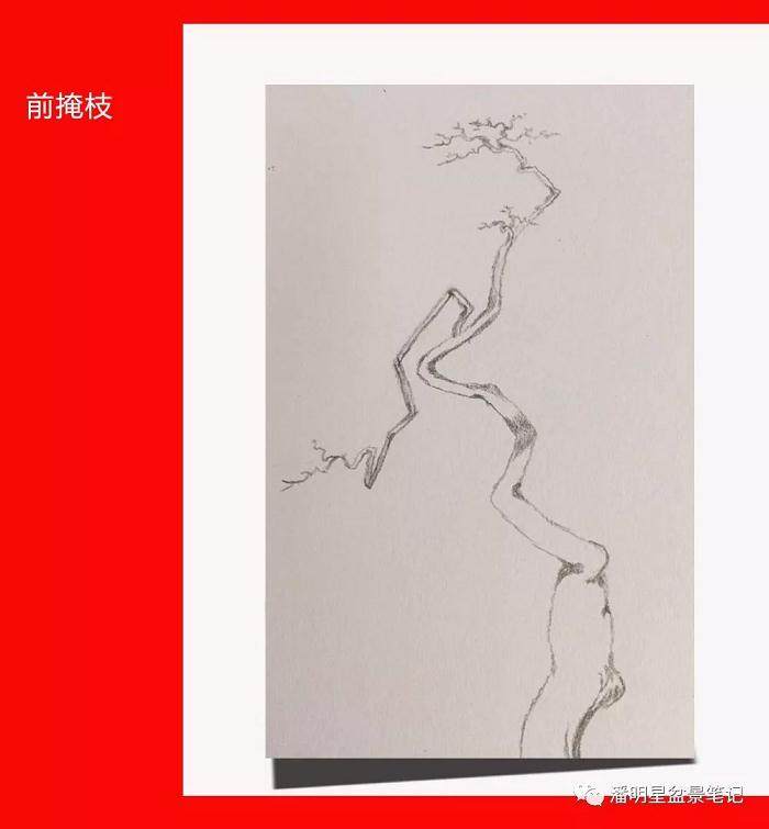 图解 盆景构思的设计过程 多图片展示