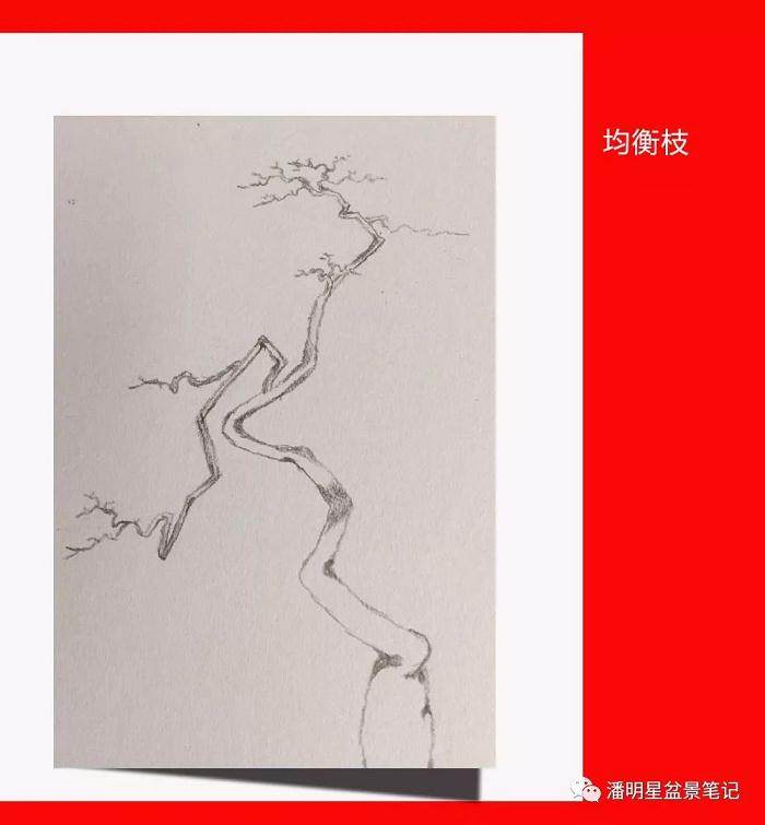 图解 盆景构思的设计过程 多图片展示