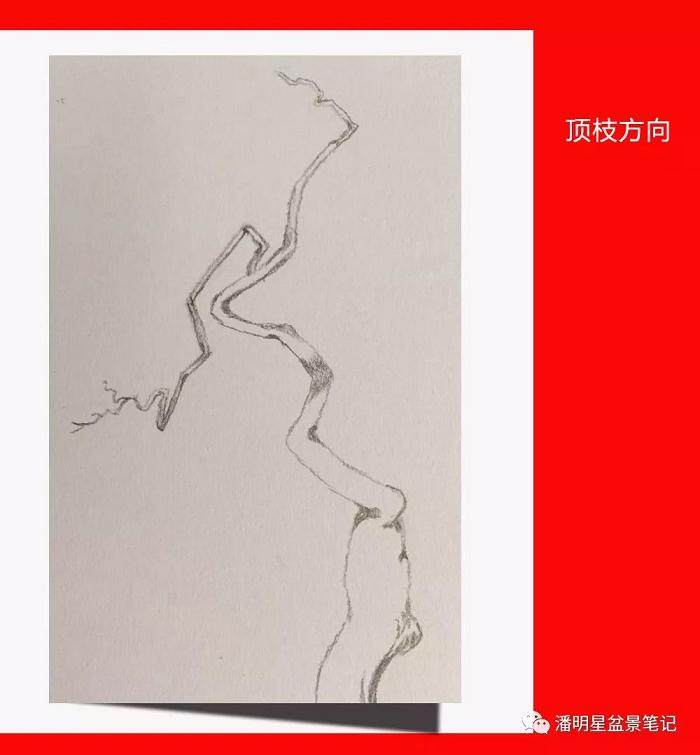 图解 盆景构思的设计过程 多图片展示