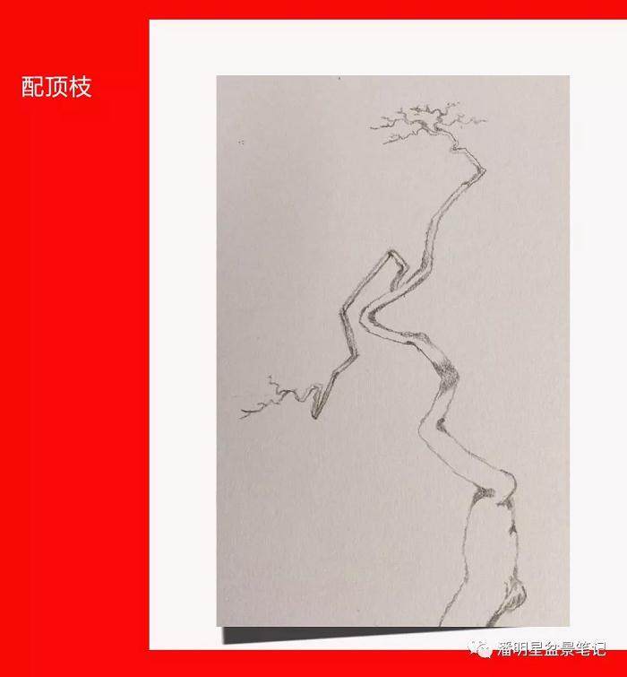 图解 盆景构思的设计过程 多图片展示