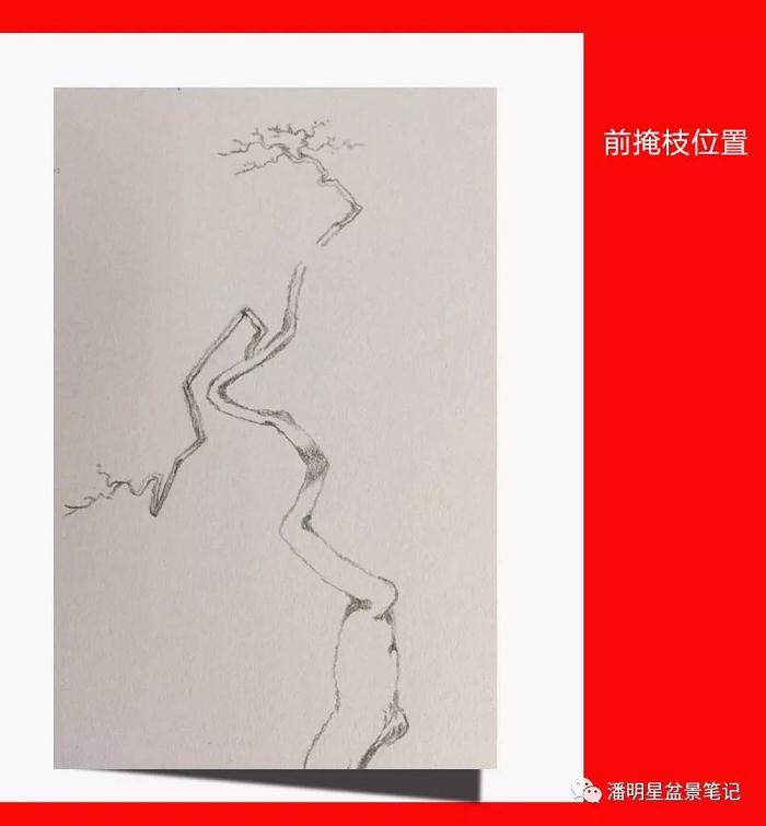 图解 盆景构思的设计过程 多图片展示