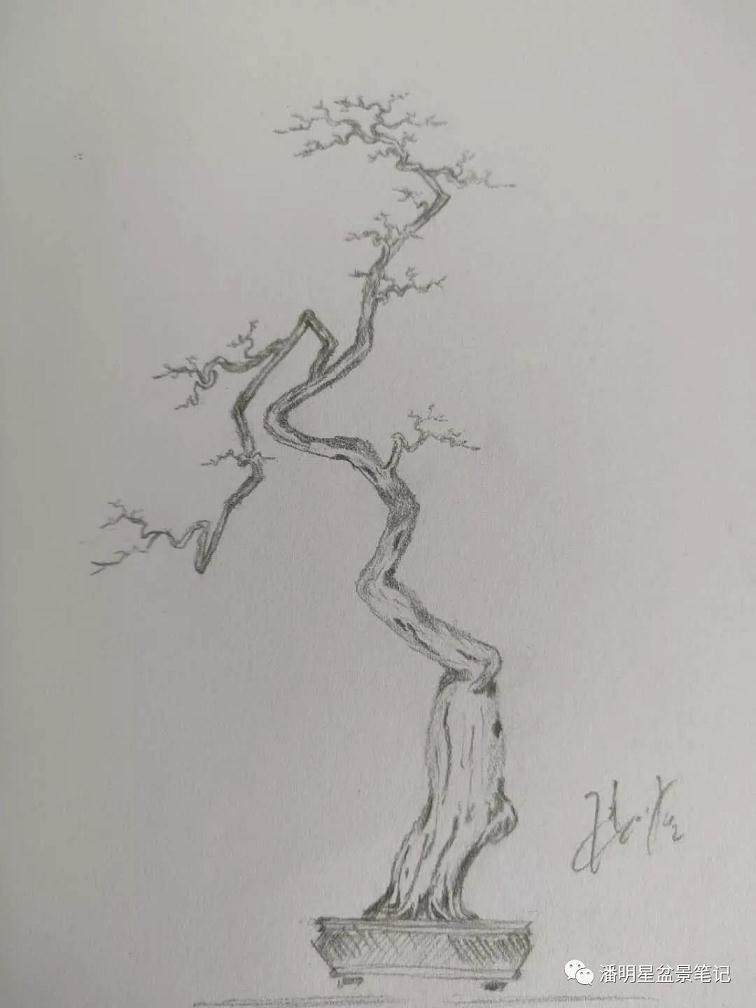 图解 盆景构思的设计过程 多图片展示