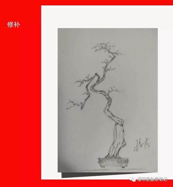 图解 盆景构思的设计过程 多图片展示