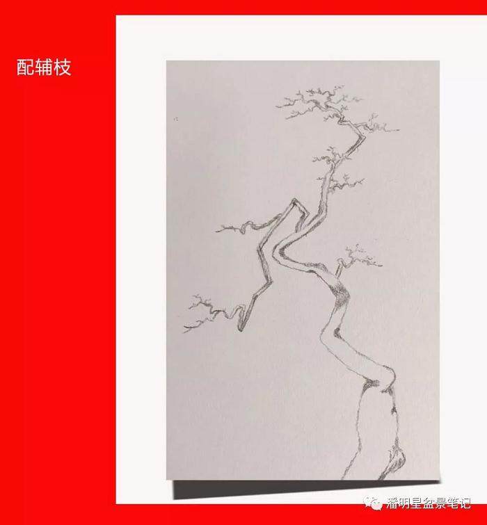 图解 盆景构思的设计过程 多图片展示