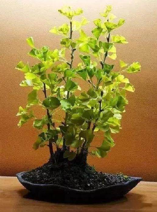 银杏盆景的浇水施肥与修剪造型