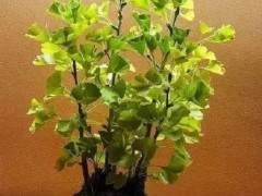 银杏盆景发芽后的浇水施肥与修剪造型