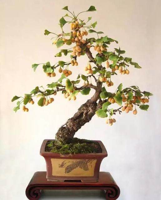 银杏制作盆景造型多变 潇洒苍劲