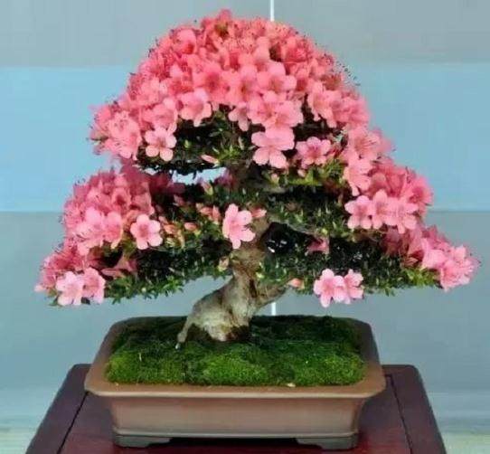 杜鹃花盆景应该怎样施肥?
