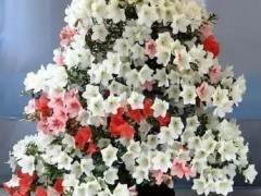 给杜鹃花盆景浇水时怎样进行水质处理