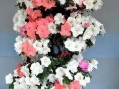 在夏季怎样给杜鹃花盆景浇水 图片