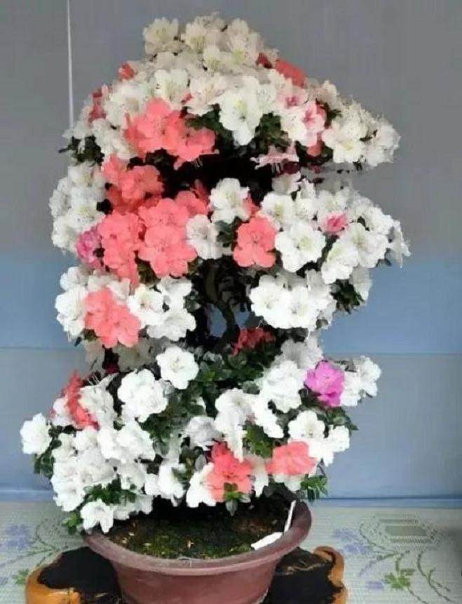 杜鹃花盆景上盆翻盆应注意什么 