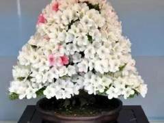 杜鹃花盆景对土壤有什么选择