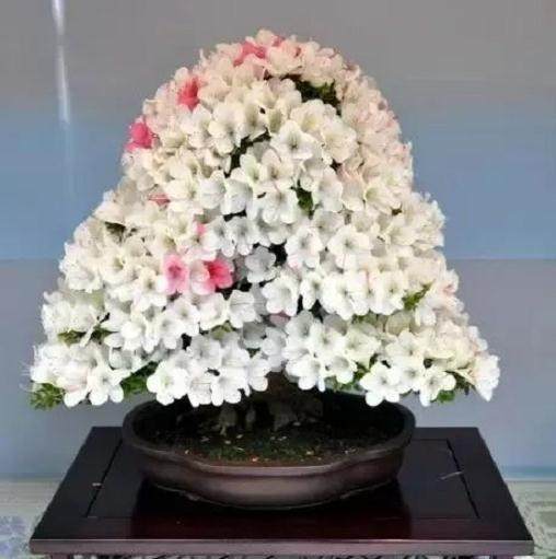 杜鹃花盆景对土壤有什么选择？