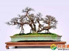 南阳盆景艺术协会副会长 从事盆景创作20余年