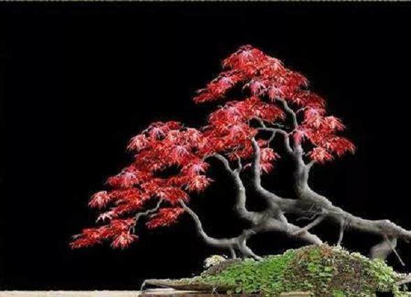 日本红枫树盆景为什么不红？养护问题吗？