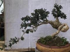 我这盆黄杨盆景 即使你出千金也不换