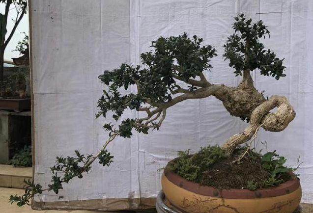 我这盆黄杨盆景 即使你出千金也不换