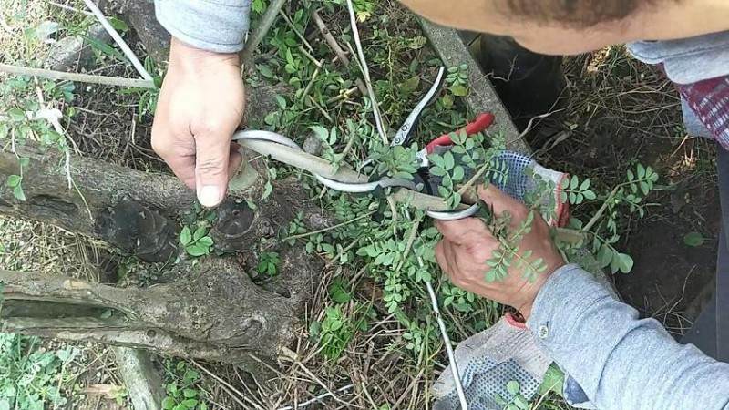 铝丝来盘扎盆景的全过程