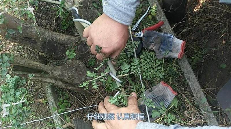 铝丝来盘扎盆景的全过程