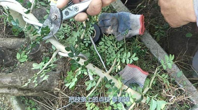 铝丝来盘扎盆景的全过程