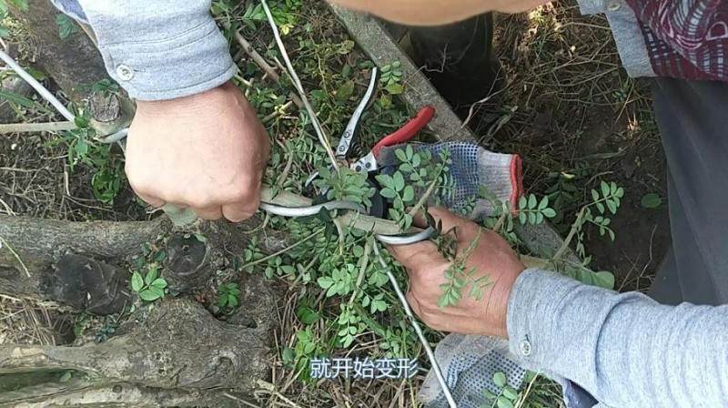 铝丝来盘扎盆景的全过程