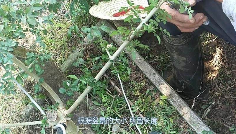 铝丝来盘扎盆景的全过程