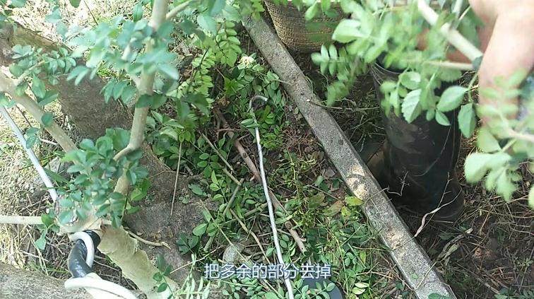 铝丝来盘扎盆景的全过程