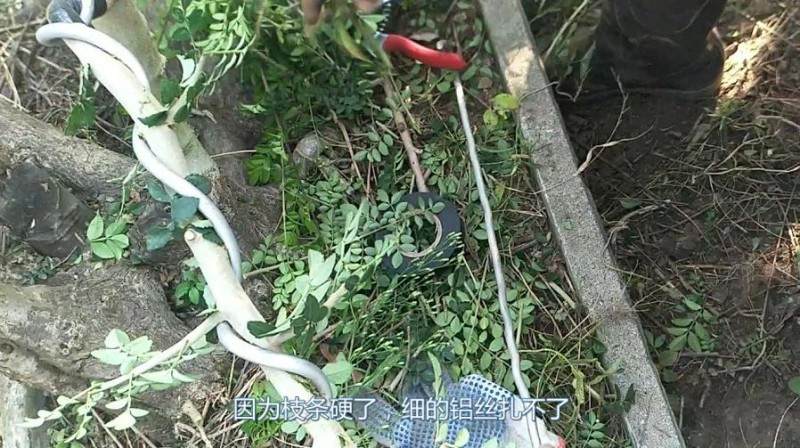 铝丝来盘扎盆景的全过程