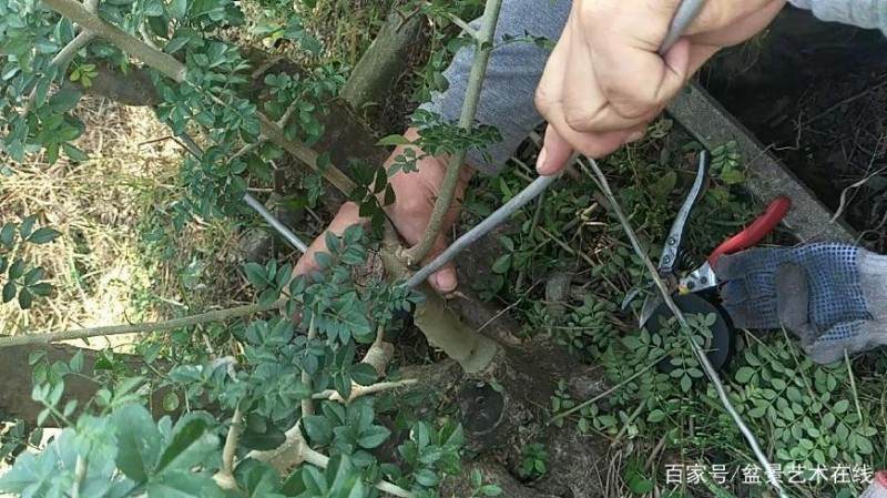 铝丝来盘扎盆景的全过程