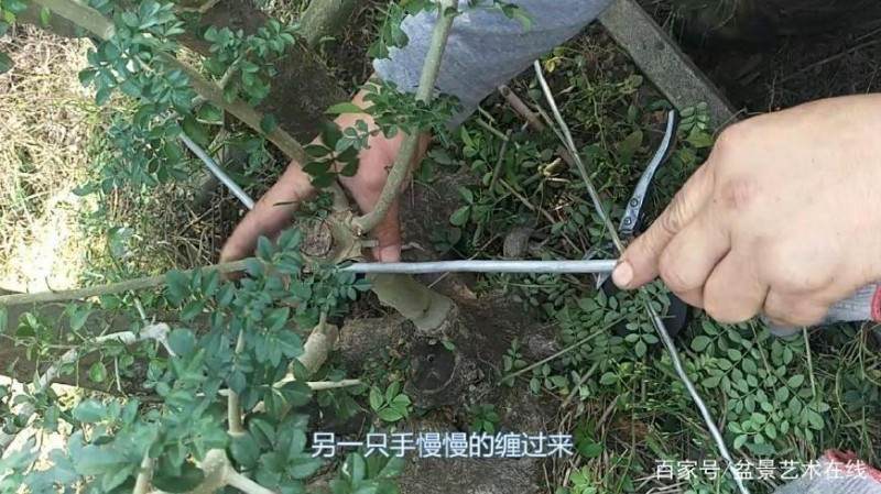 铝丝来盘扎盆景的全过程