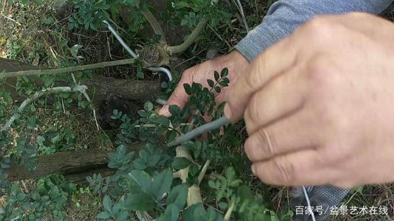 铝丝来盘扎盆景的全过程