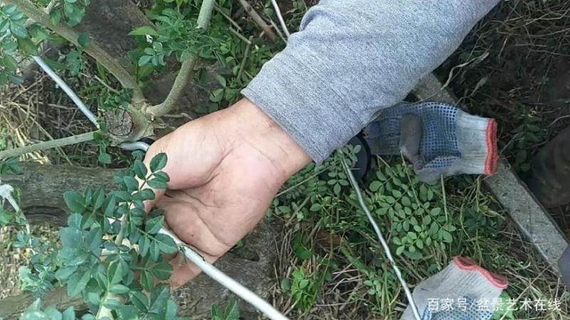 铝丝来盘扎盆景的全过程