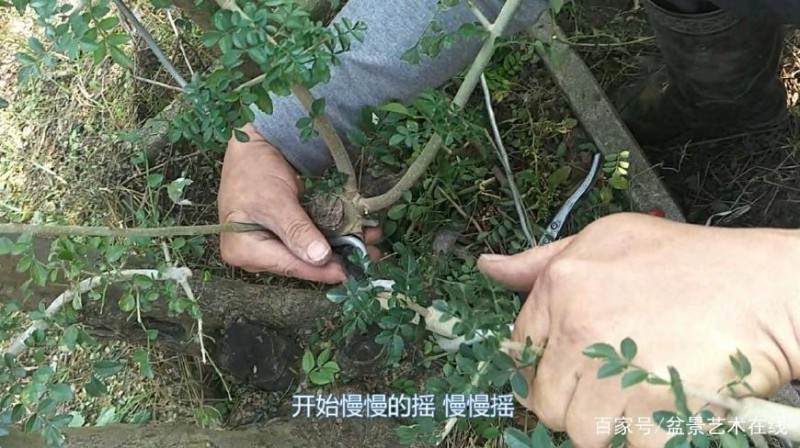 铝丝来盘扎盆景的全过程