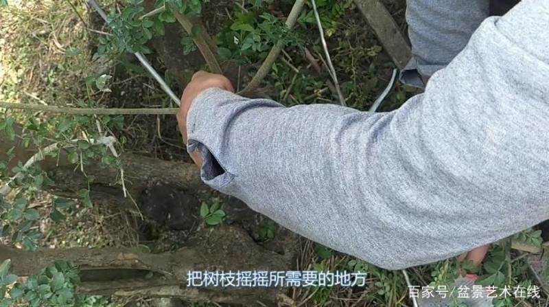 铝丝来盘扎盆景的全过程