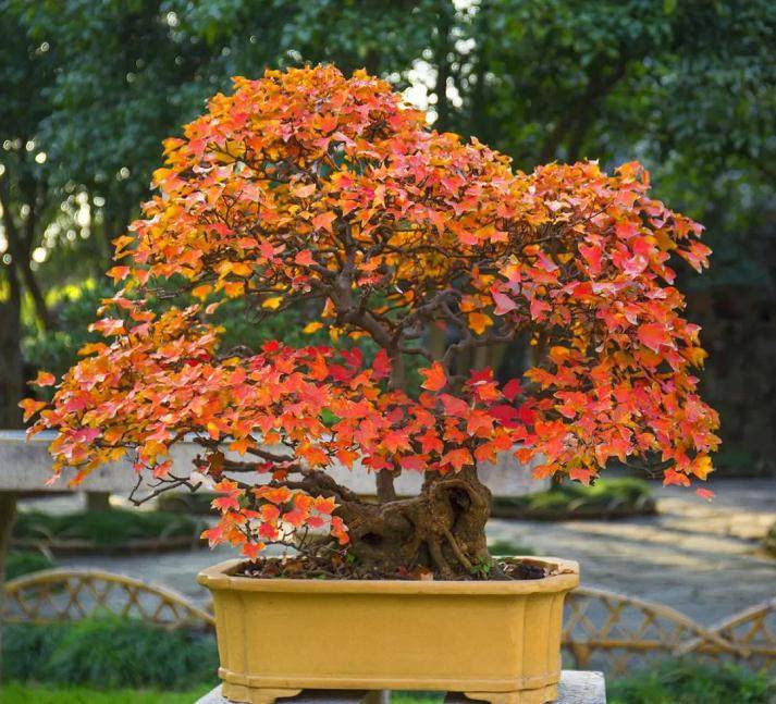 家庭花卉盆景在冬季的防寒措施