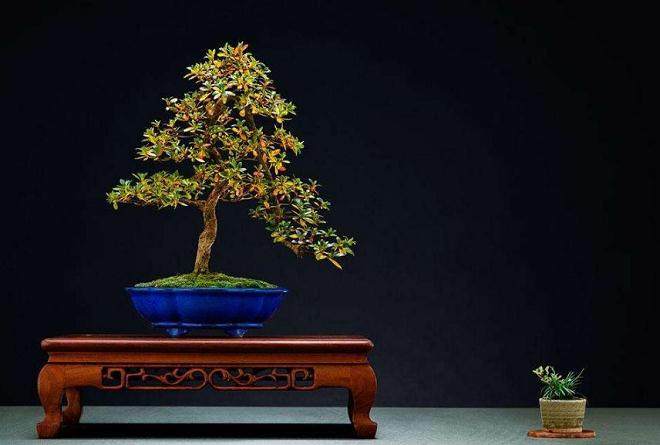 花卉盆景的光照管理与浇水管理