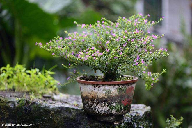 花卉盆景在秋季怎么修剪整形的3个方法