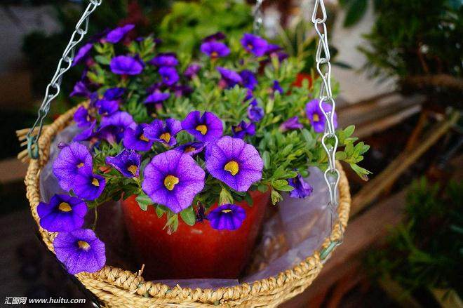 花卉盆景在秋季的病虫害防治