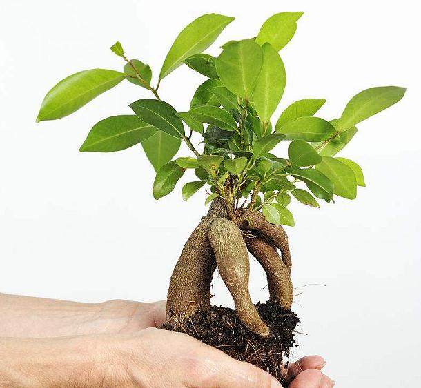 榕树盆景叶子无光泽怎么回事