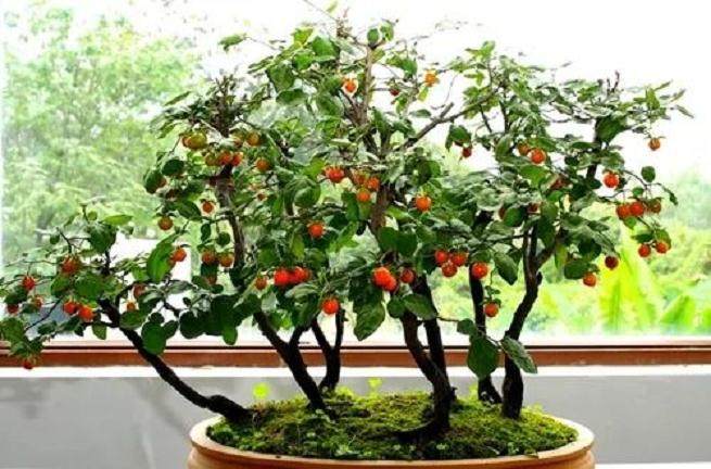 老鸦柿盆景的树桩选择与修剪塑形