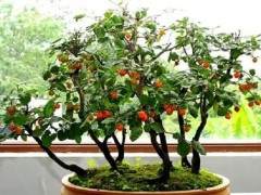 老鸦柿盆景的树桩选择与修剪塑形