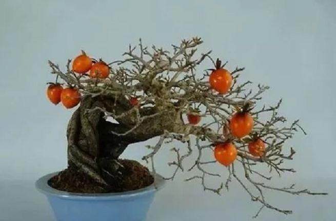 老鸦柿盆景的盆土养护与虫害防治