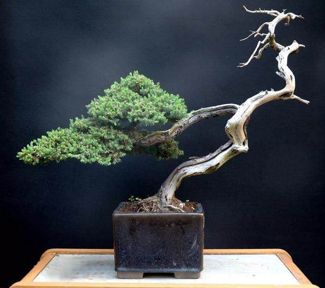 作品赏析苏州拙政园小微盆景展